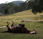 Billy at rest and play