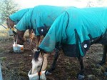 Horse Crew with new Go Horse rugs having a feed. June 2010