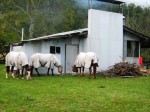 Top Hut at Georges Ck horses with nosebags on.