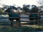 frosty horses