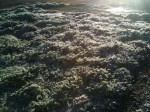 jack frost been busy