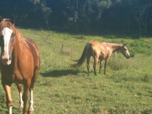 Lofty and Meg 