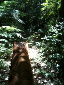 Training in state forest 